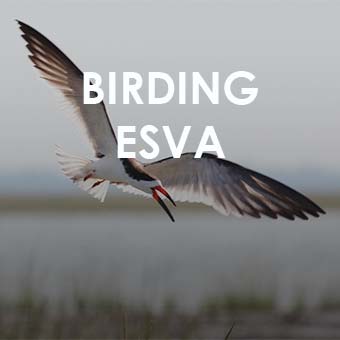 birdwatching